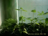 JD800040.webp