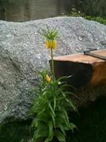 003.webp