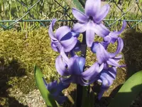 HPIM4191.webp