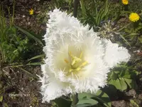 HPIM4232.webp