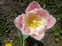 HPIM4234.webp