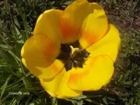 HPIM4235.webp
