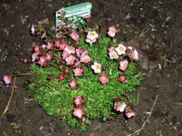 23.04.2010 017.webp