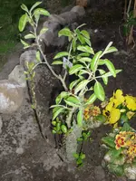 23.04.2010 025.webp
