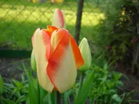DSC04216.webp