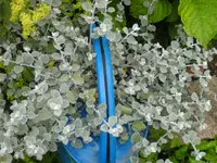 garten4 014.webp