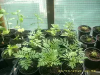 JD800003.webp