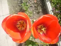21852.webp