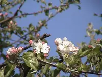Gartenapfelblüte.webp