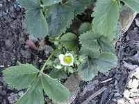 Gartenerdbeeren2.webp