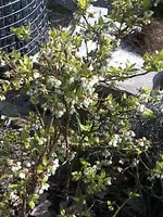 Gartenheidelbeere3.webp