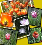Tulpen Welt.webp