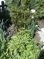 Gartenpfingstrosen.webp