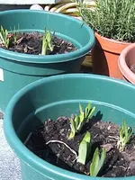 Gartenschmucklilien.webp