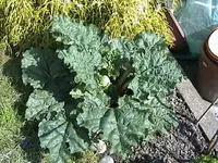 Gartenrhabarber.webp