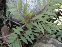 Gartenbaldrian.webp