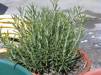 Gartenrosmarin2.webp