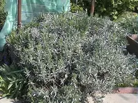Gartenlavendel3.webp