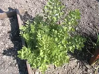 Gartenliebstöckel3.webp