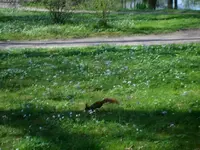 Eichhörnchen.webp