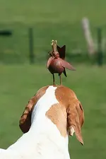 India mit Zaunkönig_klein.webp
