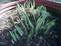 Bild0035.webp