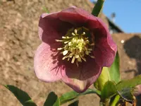 IMG_3964_1024x768.webp
