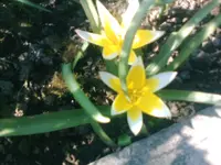 sternenblumen-24.04.2010.webp