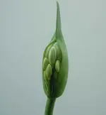 Dezember 2009 467v.webp