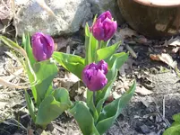 Fotos 009.webp
