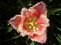 DSC00991.webp