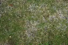 Flechten.webp