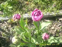 JD800017.webp
