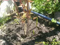 JD800026.webp