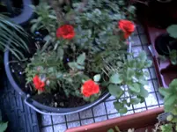 PICT0218.webp