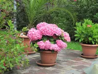 19.07.2009 016.webp