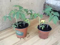 Tomaten 25.04.2010 003.webp