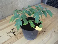 Tomaten 25.04.2010 005.webp