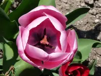 P1010619.webp