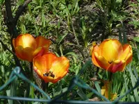 21293.webp