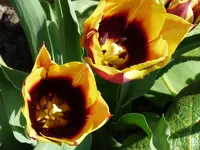 21294.webp