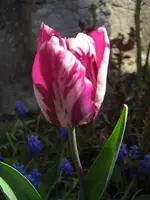 CIMG9301.webp