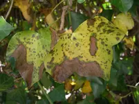 IMGP9410.webp
