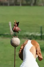 India neben Zaunkönig_klein.webp