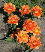 orange voll erblüht_klein.webp