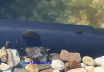 junge Schnecke und Posthorn und Altschnecke.webp