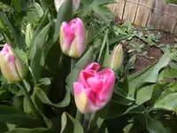 25.04.2010 003.webp