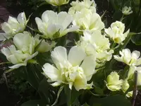 25.04.2010 004.webp