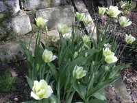 25.04.2010 020.webp