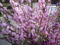 PIC00036.webp